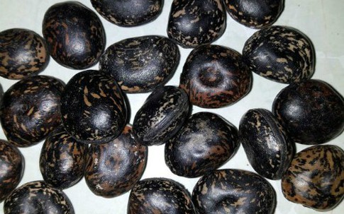 Lùng mua hạt đậu Lào trị độc giá vài triệu đồng một kg