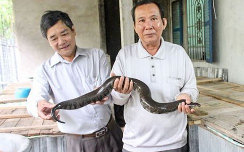 Đàn rắn khổng lồ trong thùng gỗ ở Cần Thơ, mới nhìn ai cũng khiếp sợ