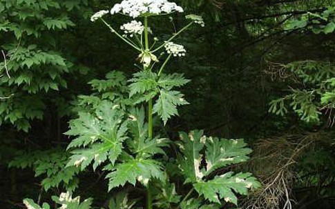 Loại cây có tên "rất quen", đẹp mà hóa ra cực độc, có thể gây mù vĩnh viễn