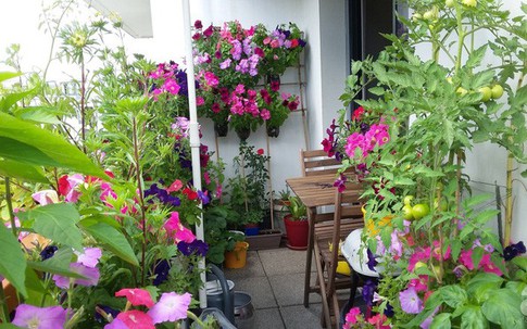 Người vợ trẻ khéo tay biến ban công vỏn vẹn 6m² thành khu vườn đầy hoa cỏ