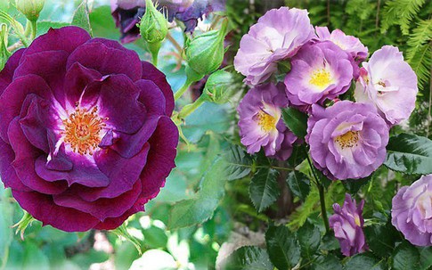 Bật mí cách chăm sóc cây hoa hồng tím quý hiếm "chuẩn chỉnh", ra hoa đẹp mĩ mãn