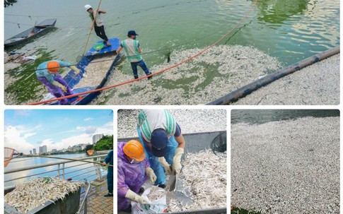 Hà Nội: Hé lộ nguyên nhân khiến hàng chục tấn cá chết ở Hồ Tây