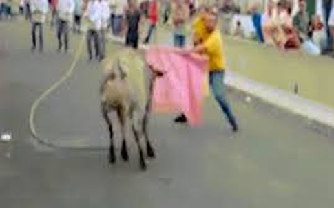 Clip: Bố một tay bế con nhỏ, một tay đấu bò tót gây kinh hãi