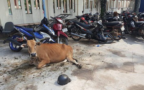 Hi hữu: Bắt giam con bò vì gây tai nạn nghiêm trọng