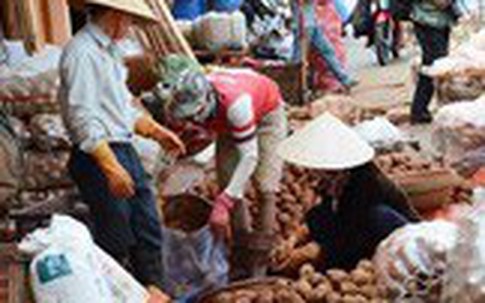 Lâm Đồng chi tiền tỷ làm tem chống hàng giả khoai tây