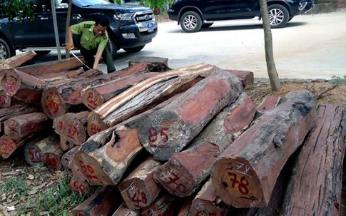 Hạt trưởng kiểm lâm bị khởi tố vì tiếp tay cho 'ông trùm' gỗ lậu