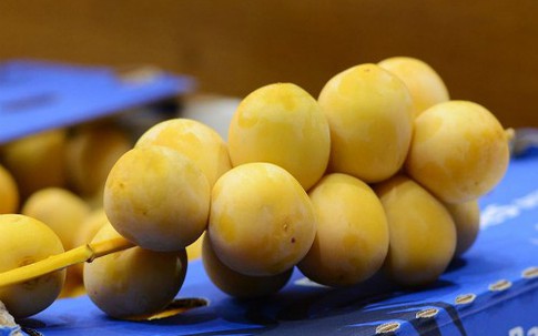 Hơn nửa triệu đồng một kg chà là tươi nguyên cành