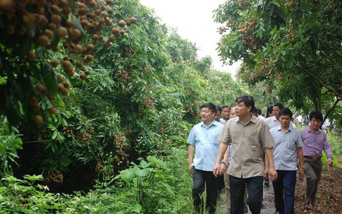 Chủ tịch huyện mỗi ngày dành 2 tiếng đồng hồ đi bán nhãn