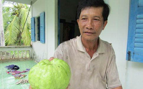 Lão nông thành tỷ phú nhờ trồng giống ổi "Nữ hoàng"