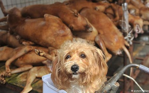 Hà Nội vận động không ăn thịt chó: Người dân ủng hộ hay phản đối?