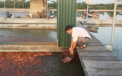 'Bể cá thần' 10 tỷ của anh nông dân Hưng Yên