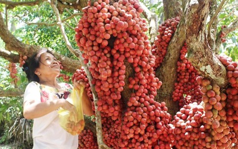 Hàng chục gốc dâu da quả mọc từ thân đỏ rực tại Gia Lai "hút khách"