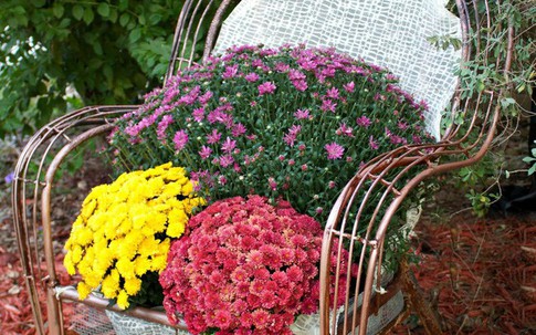 5 bước hô biến chiếc ghế cũ thành một vật dụng có ích cho ngôi nhà của bạn