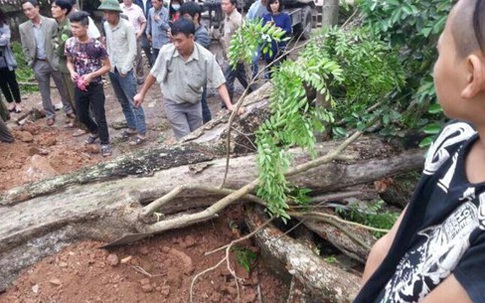 Sắp bán đấu giá “cụ sưa” trăm tỷ, dân buôn gỗ không dám... mạo hiểm