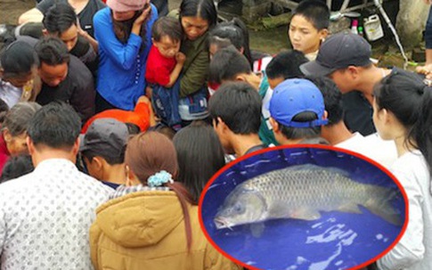 Từ chuyện cá chép "thần" thành chép... om dưa: Sờ kiểu Tây và sờ kiểu ta!