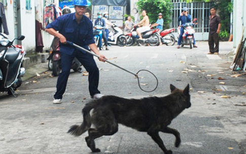 Hà Nội thành lập tổ phản ứng nhanh bắt chó thả rông