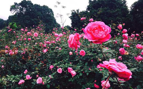 Giấc mơ cô gái liều: Hằng Karose đồi hồng vạn gốc, Hằng Ruby gia tài 600 giống hoa