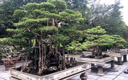 Cây cảnh trăm tỷ hiếm có trong vườn đại gia Hà thành