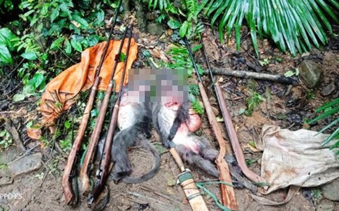 Nghệ An: Bắt nhóm thợ săn giết vọoc xám quý hiếm
