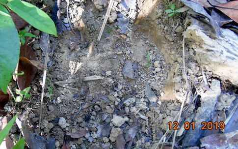 Phát hiện dấu vết nghi bò tót xuất hiện ở rừng Quảng Trị