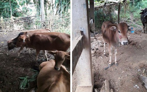 Kỳ lạ chuyện người nghèo từ chối nhận bò hỗ trợ giảm nghèo ở Sơn La