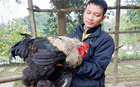 Vung tay săn gà 'khổng lồ' ngang gà Đông Tảo làm vật cưng chơi Tết