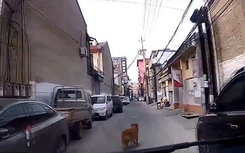 Chó dẫn đường xe cứu thương tới chỗ chủ đột quỵ