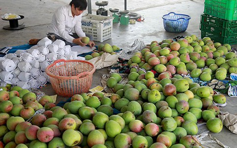 Thương lái lùng mua xoài Australia nặng hơn kg mỗi quả