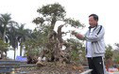 Đỗ quyên bonsai gần 400 tuổi giá một tỷ đồng tại Hà Nội