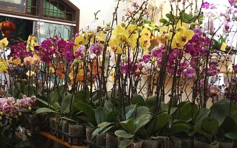 Bốn ngày buôn lan lỗ cả ngàn USD: Vụ Tết nhớ đời của anh trai công sở