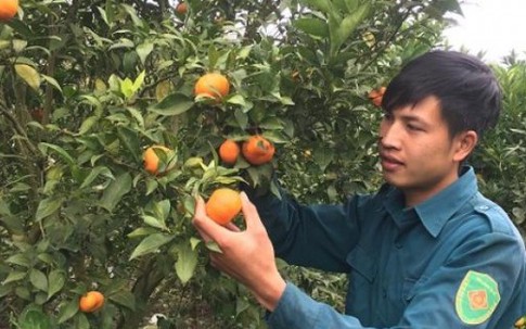 Chàng trai Mộc Châu bỏ dở đại học về trồng cam Canh lãi 600 triệu mỗi năm