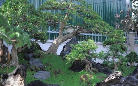 Tuyệt phẩm bonsai mai vàng gắn với nguyệt quế giá tiền tỷ trực chờ đại gia