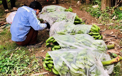 Vĩnh Phúc: Tết ấm no nhờ thu được hàng trăm triệu đồng từ loại quả này