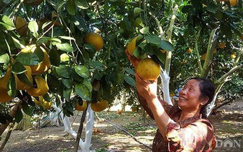 Cô giáo làng “chiến đấu” với bạo bệnh vẫn làm trang trại đặc sản