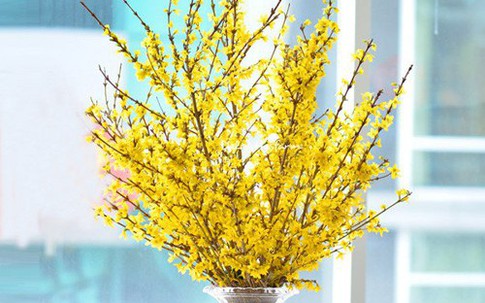 Khách chi hàng chục triệu đồng để rước mai nhập ngoại về nhà chơi dịp Tết