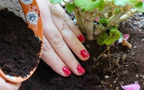 Mỗi bữa nấu ăn đem rác ủ chỗ này, 2 tuần sau cây chết rũ cũng mọc xanh um
