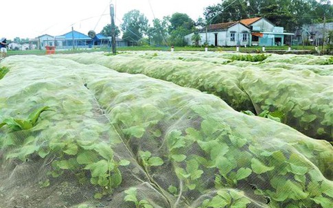 Đột nhập vùng trồng rau miền Tây tươi mướt như ở Đà Lạt cung cấp cho Bách Hóa Xanh