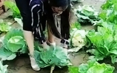 Người phụ nữ trồng bắp cải trên sân gạch