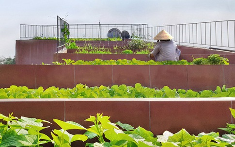 7 bậc thang trồng rau trên mái nhà Quảng Ngãi