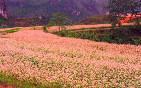 Tam giác mạch - loài hoa kỳ lạ ăn rất ngon, trời ban cứu đói cho người nghèo và là thuốc cho người giàu