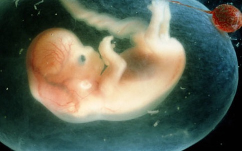 Tiến trình trứng gặp tinh trùng thụ thai