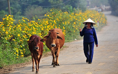 Đẹp đến không tưởng tượng nổi con đường hoa dã quỳ dưới chân núi Ba Vì