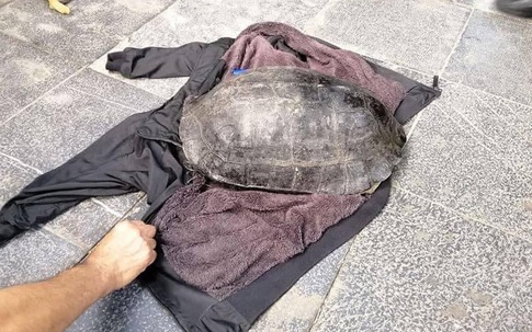 Bắt "cụ" rùa nặng hơn 10kg ở hồ Hoàn Kiếm