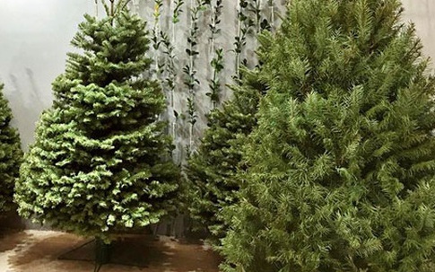 Dân Việt mạnh tay chi hàng chục triệu đồng mua thông thật về trưng Noel vài ngày rồi lại vứt thùng rác