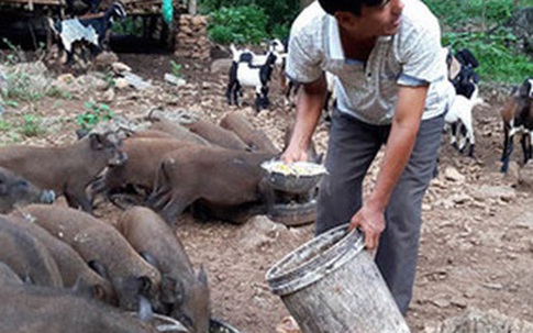 "Bão giá" thịt lợn: Bán một con thu nửa cây vàng, lợn rừng mỗi con lãi cả chỉ