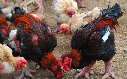 Thực hư chuyện gà Đông Tảo giá vài chục triệu đồng/con làm quà Tết