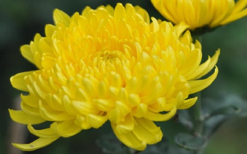 Làm đẹp dưỡng nhan bằng lẩu hoa cúc giống Từ Hy Thái Hậu, bạn đã biết chưa?