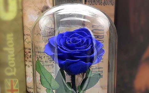 Bông hồng xanh dài gang tay 3,5 triệu: Chồng dám tặng vợ ngày Valentine