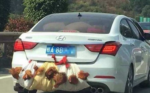 Tài xế Trung Quốc bị phạt vì chở vịt trên nóc xe