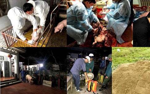 Phát hiện 2 ổ dịch tả lợn châu Phi tại Việt Nam